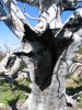 PICTURES/Browns Peak/t_Tree with burned out center 3.JPG